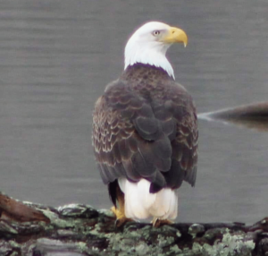 bald eagle