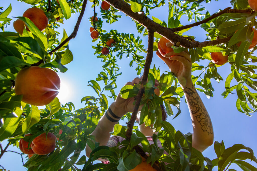 caucasian woman picking peaches fruits