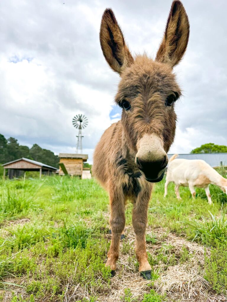 Donkey in field with barn in background