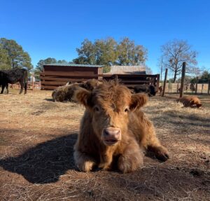 Twin Oaks Fun Farm - Forsyth GA