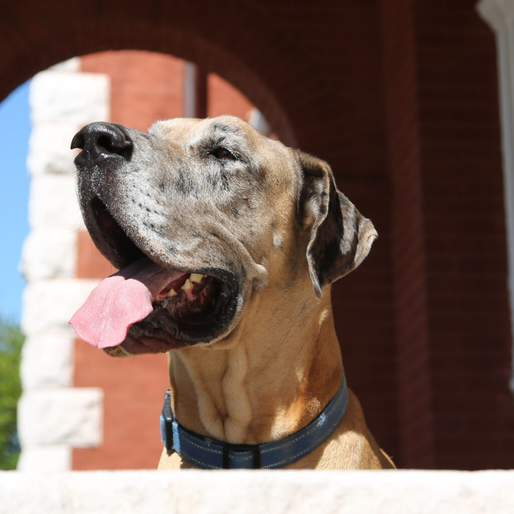 A dog with its mouth open in front of a red brick building.