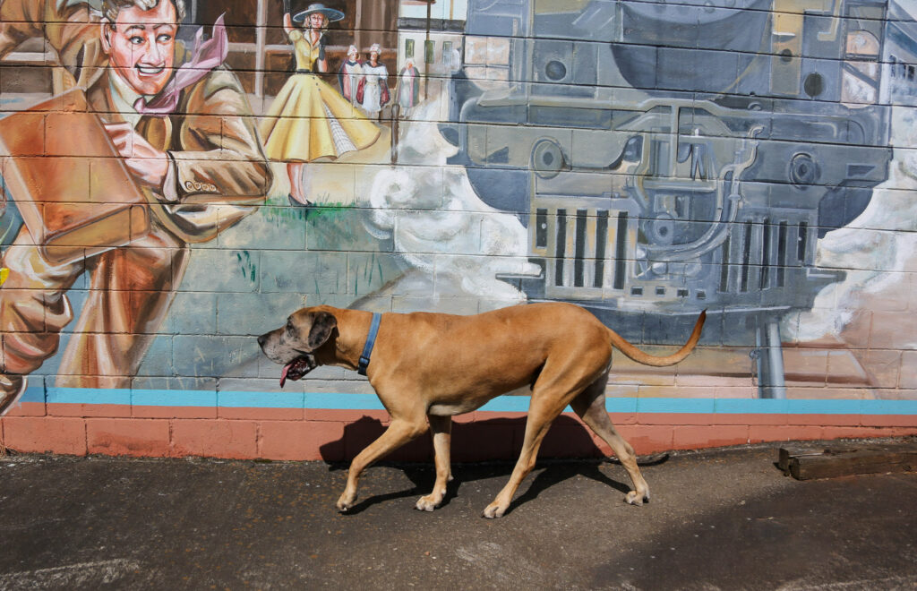 A dog walking in front of the Welcome to Forsyth Mural.