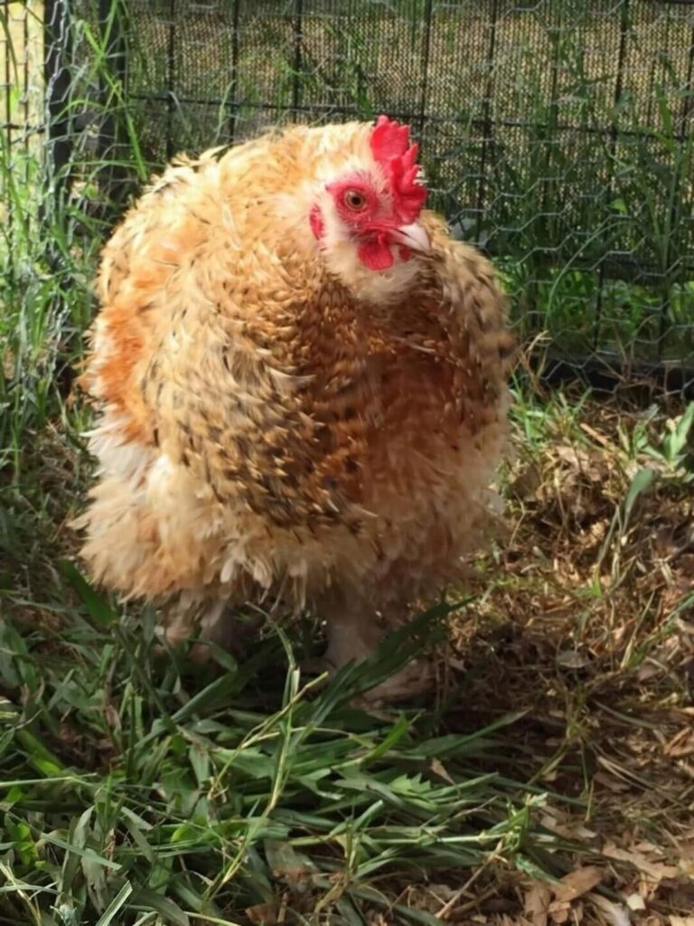 Elvis 2.0 the rooster