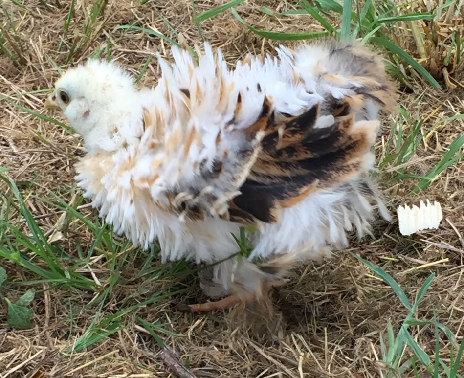 Elvis as a chick