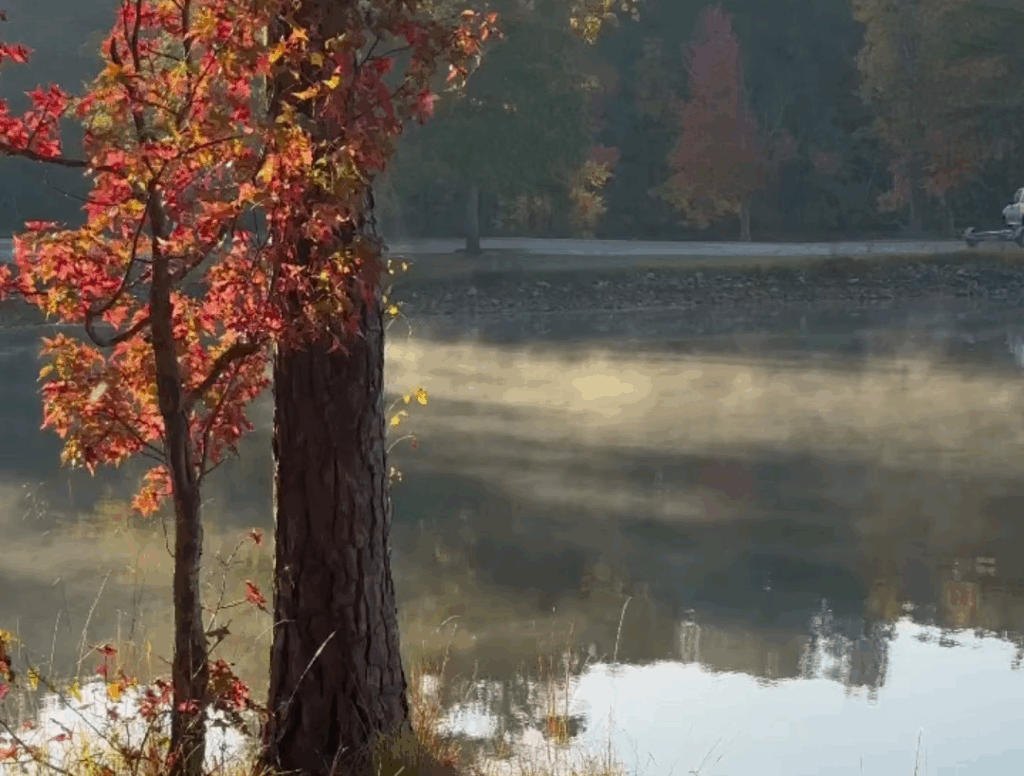 Fall picture of leaves changing colors in Monroe County 
