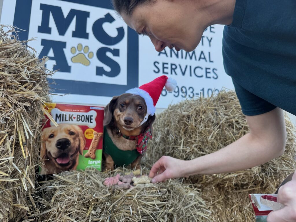 Cocopuff at Monroe County Animal Services