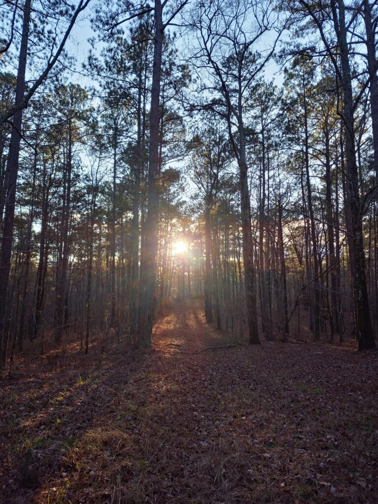 sun shining through pine trees
