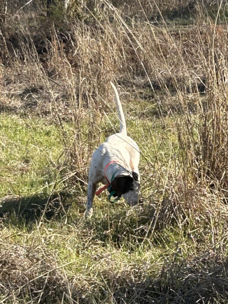 Picture of dog from Dogwood Creek Hunting Preserve 
