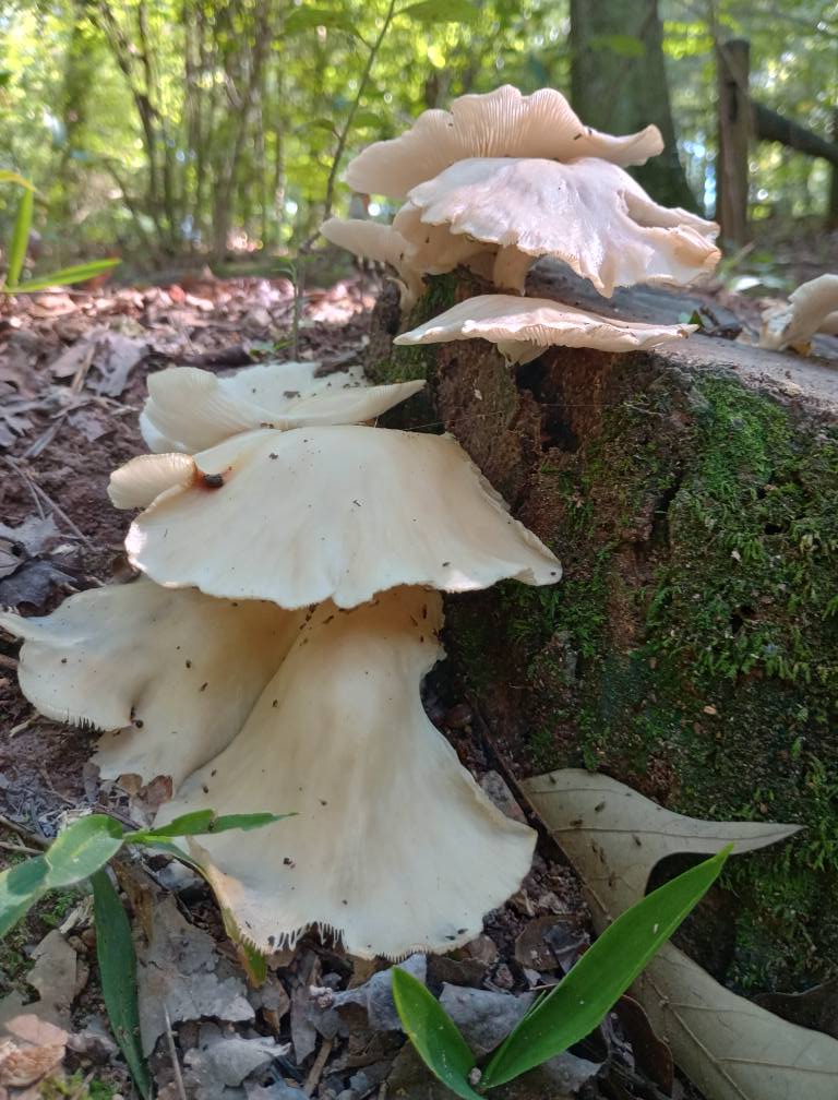 white mushrooms growing near fallen log