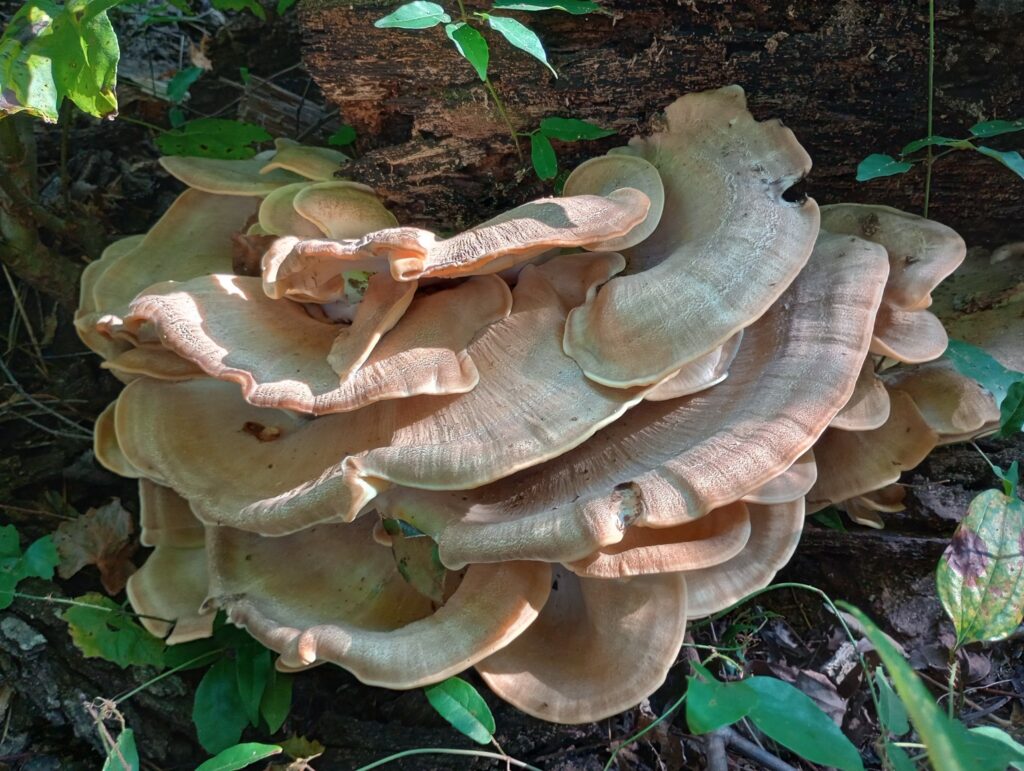 wide splaying white mushrooms growing near fallen log
