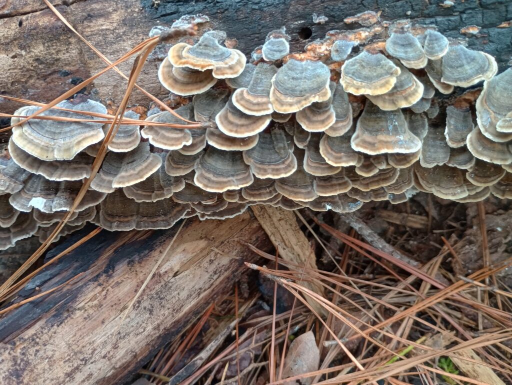 scalloped fungi growing on fallen log