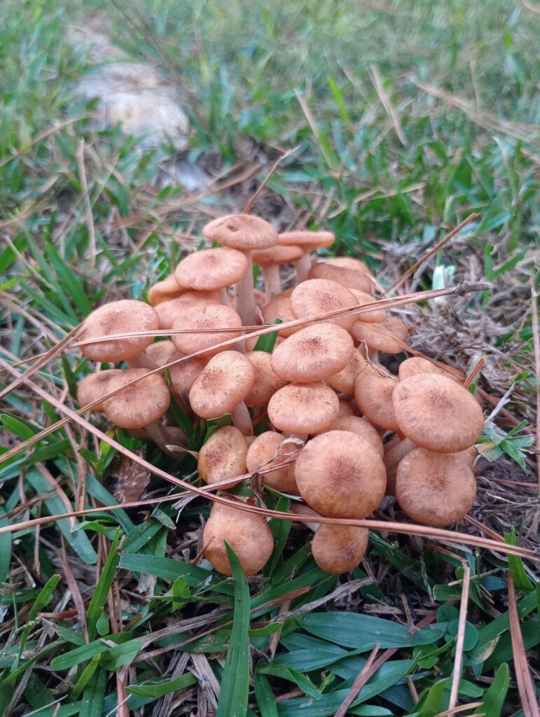 pod of reddish orange mushrooms growing in grass
