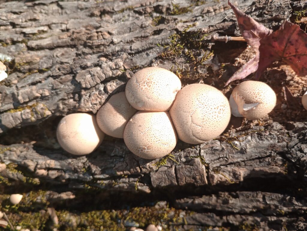 clump of mushrooms in crevice of a log
