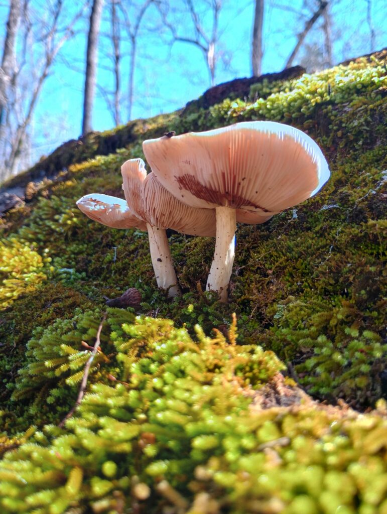 2 mushrooms growing tall out of moss