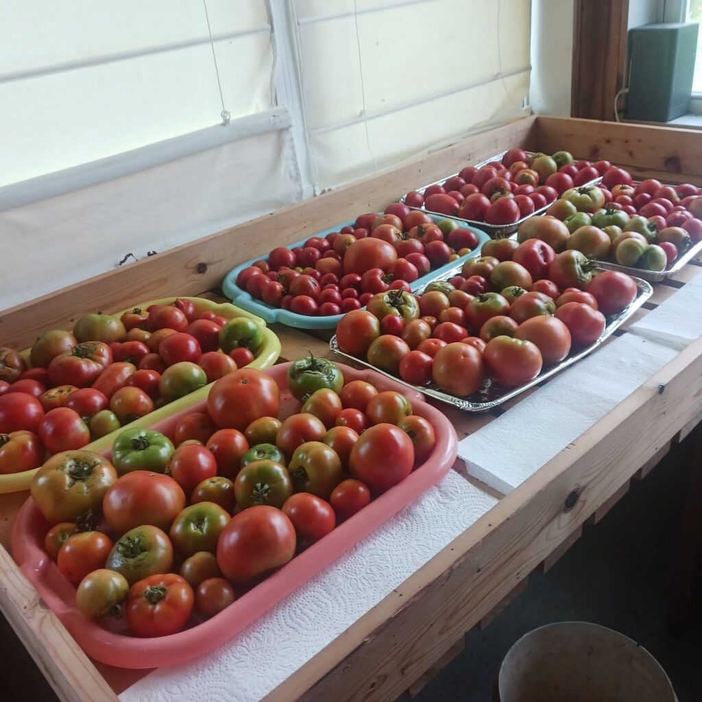Rum Ridge Farms: Pick up some freshly picked tomatoes from this 60-acre family run farm in Juliette.