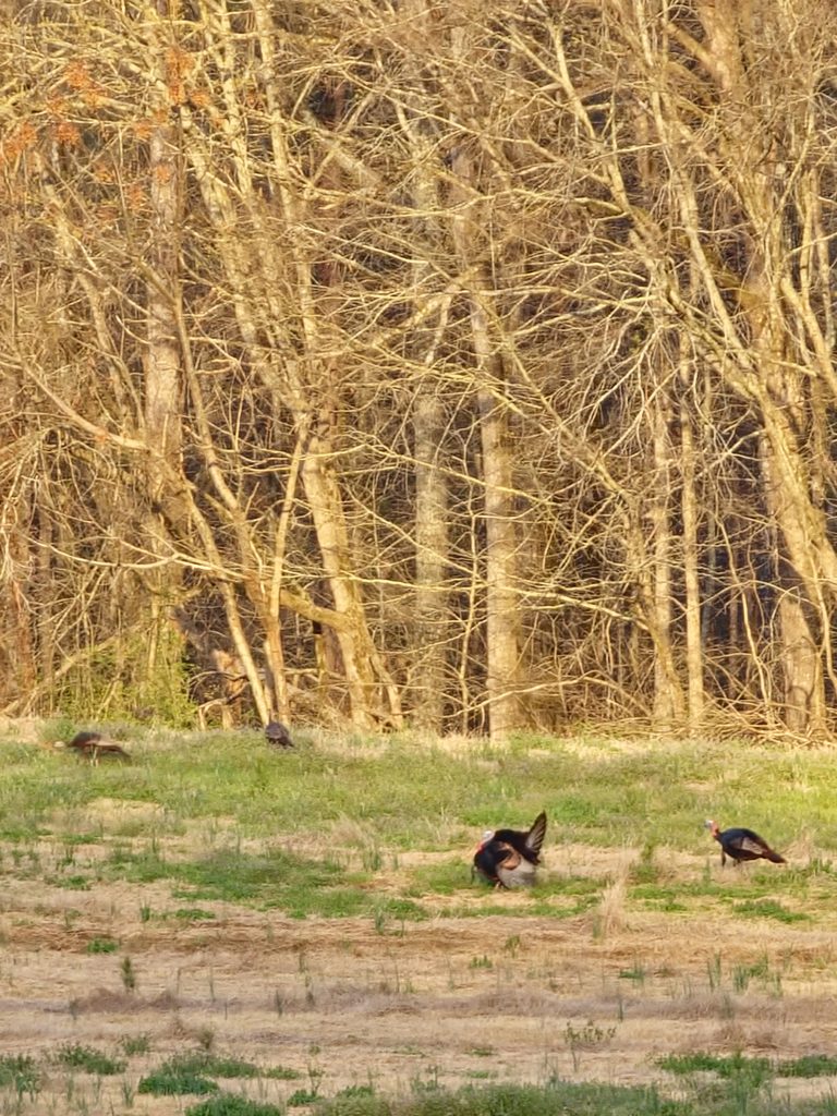 Two wild turkeys in a grassy clearing beside the woods.