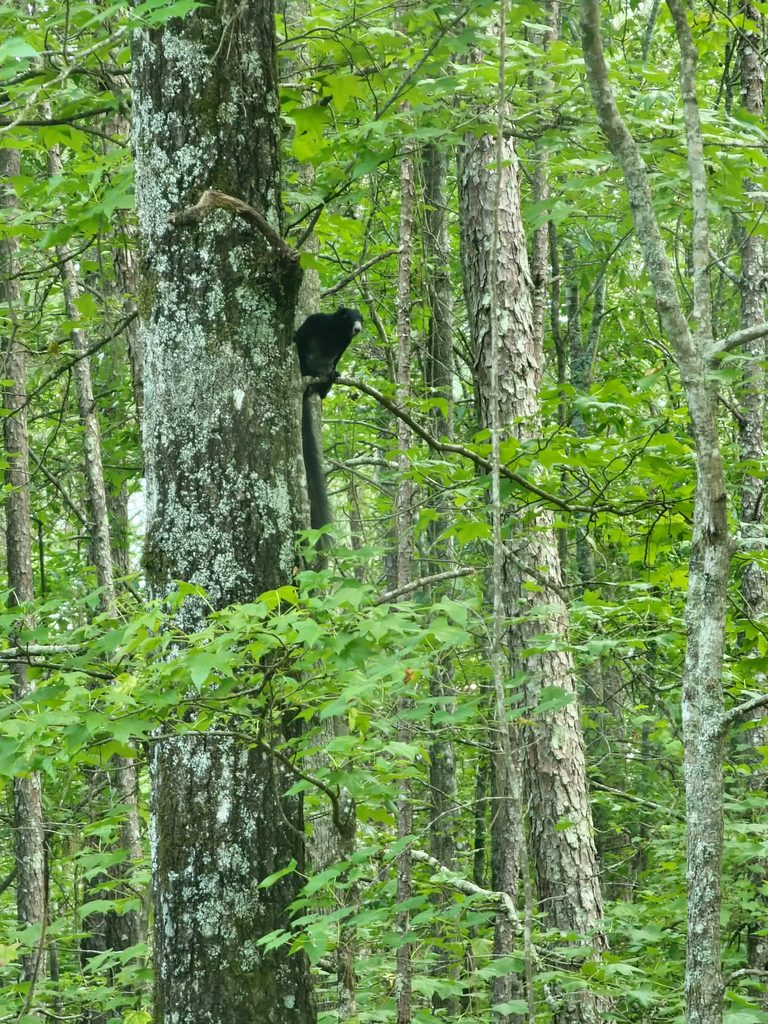 Blackie, a fox squirrel, clinging to a tree trunk in the woods.