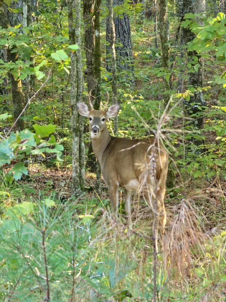 Deer standing among trees on Nicole’s family farm.